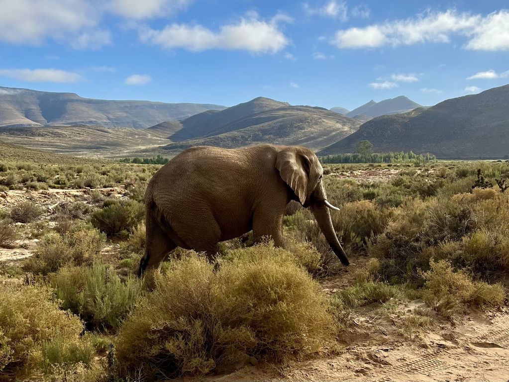 Kruger NP olifanten Zuid Afrika groepsrondreis 7